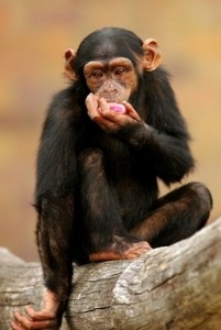χιμπατζής